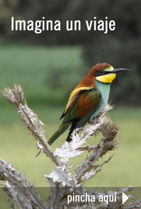 Experiencias exclusivas en Ecoturismo y Birdwatching
