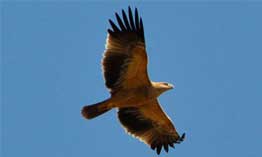 birding-nature